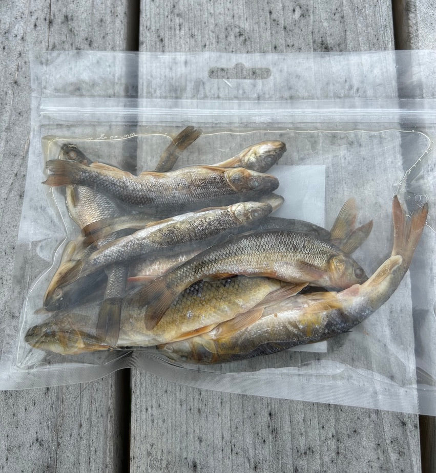 Large Minnows - 2 Dozen Pack