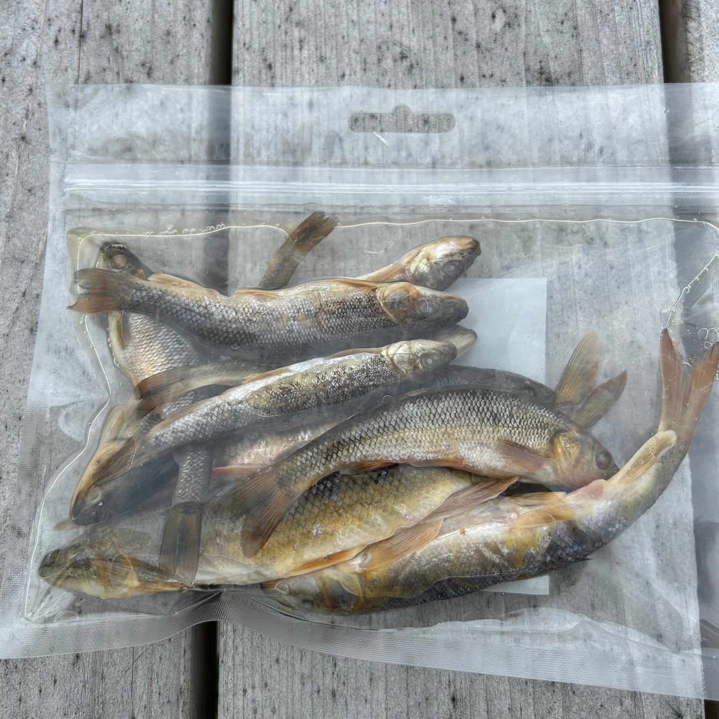 Large Minnows - 1 Dozen Pack