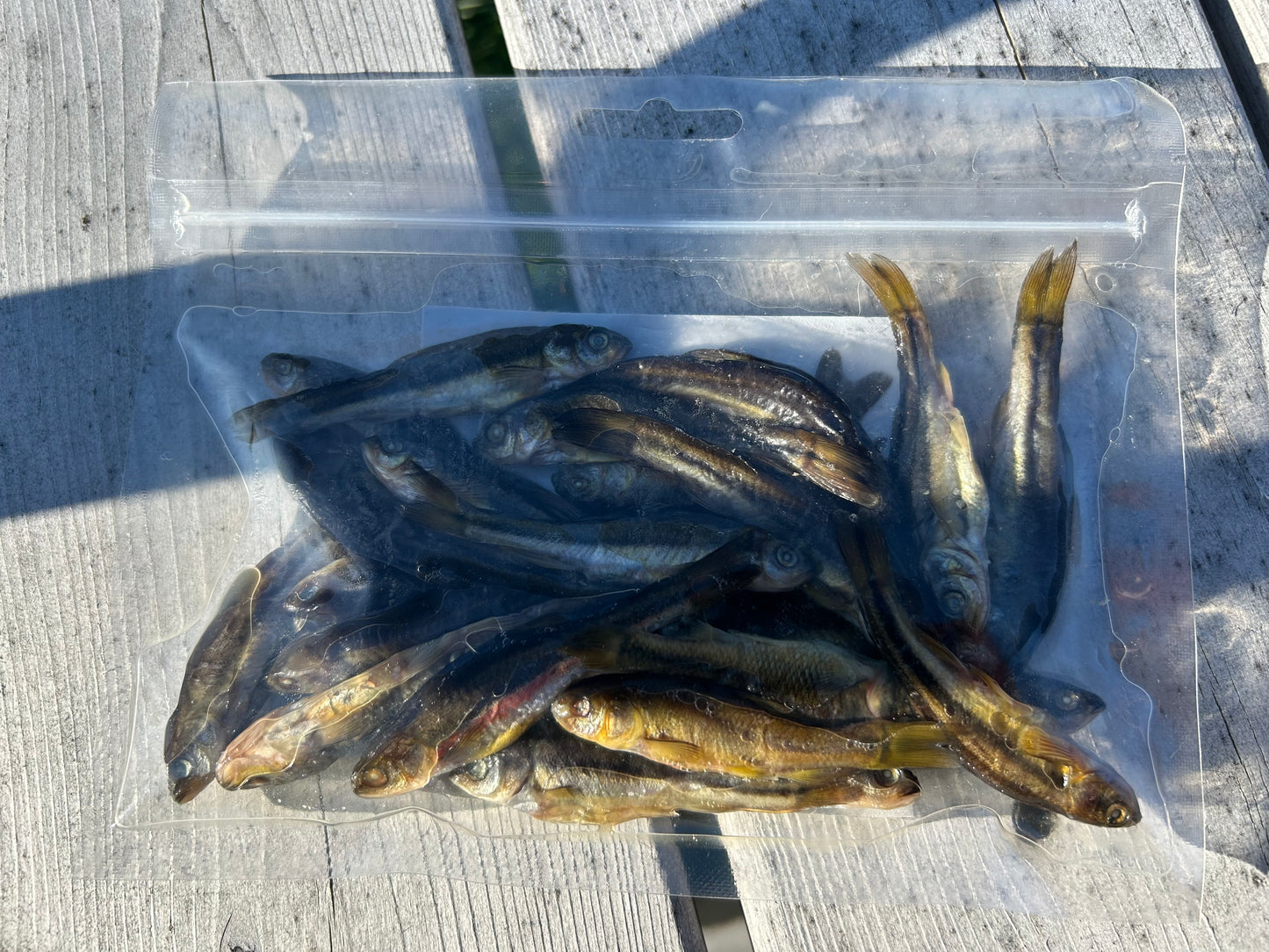 Medium Minnows - 2 Dozen Pack