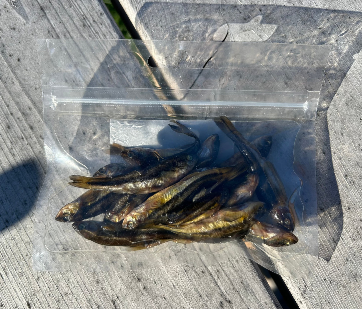 Small Minnows - 1 Dozen Pack