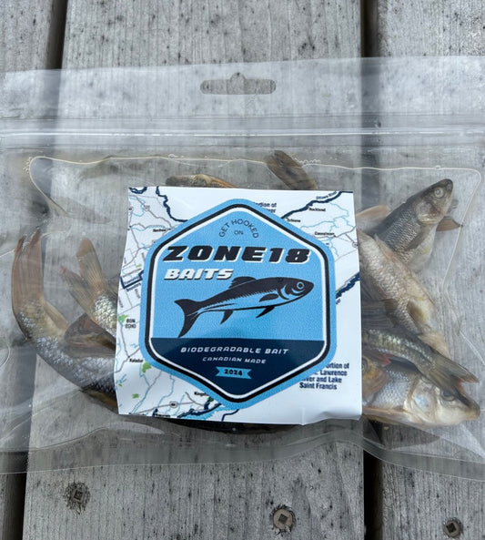 Large Minnows - 2 Dozen Pack